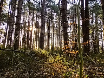 Bois de Rombly